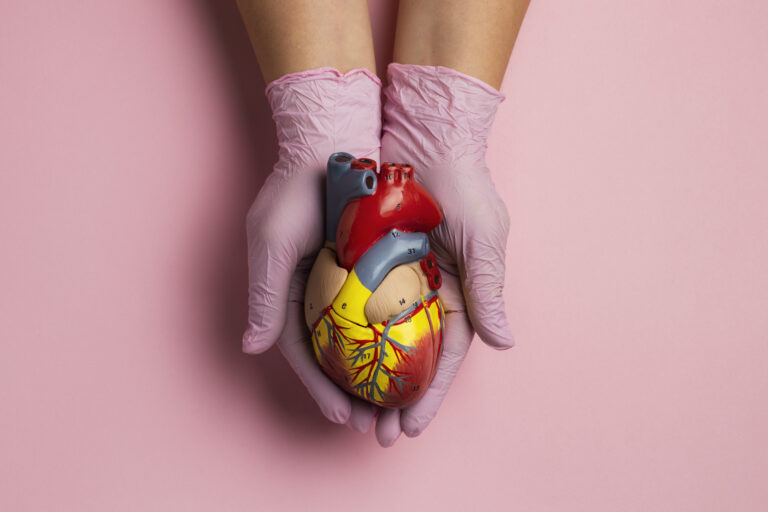 person-holding-anatomic-heart-model-educational-purpose (1)